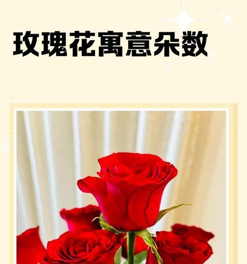 11朵玫瑰花的意义与象征（探索花语中的奥秘，了解11朵玫瑰的隐含情感）