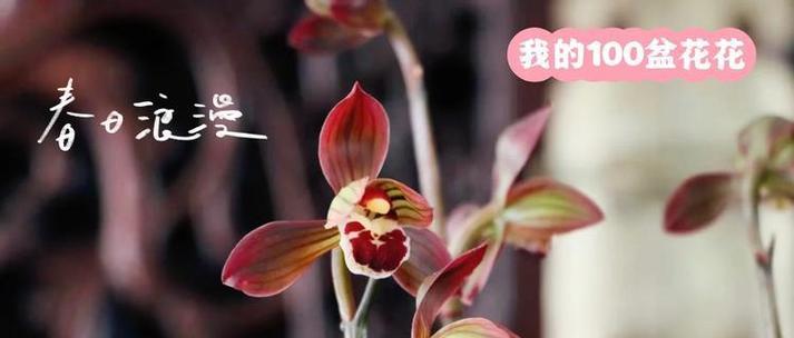 墨兰花语（用墨兰花的花语诠释生命的坚韧与美丽）