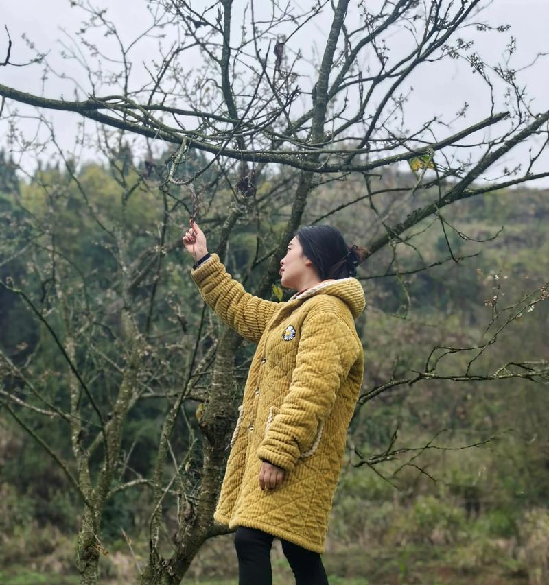 樱桃花的花语（浪漫、希望与新生）