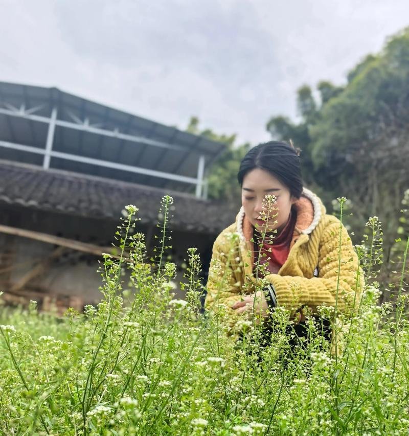 樱桃花的花语（浪漫、希望与新生）