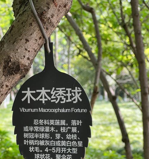 以木绣球的花语——传递爱与祝福的木头之花（木绣球花语的含义与传承，感动人心的木头之美）