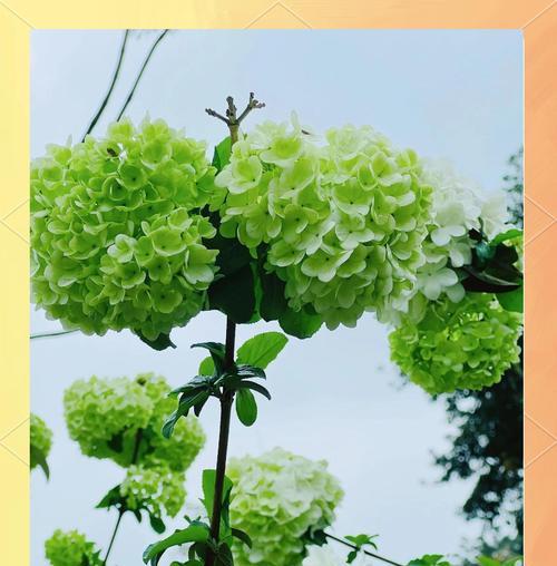 以木绣球的花语——传递爱与祝福的木头之花（木绣球花语的含义与传承，感动人心的木头之美）