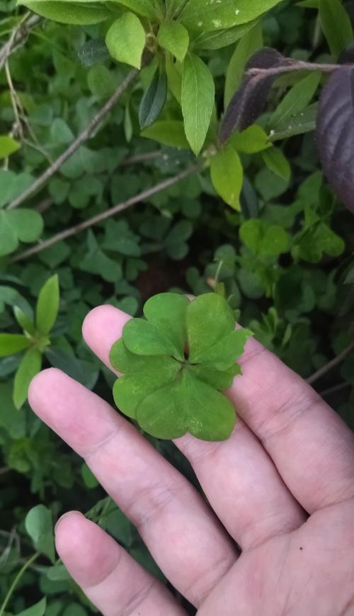 五叶草的象征意义与传说（探寻幸运和希望的绿色宝藏）