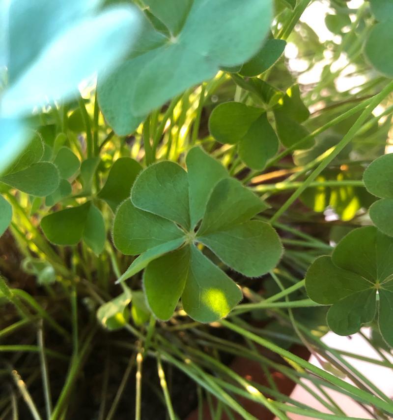 五叶草的象征意义与传说（探寻幸运和希望的绿色宝藏）
