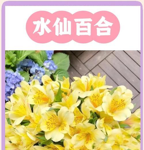 水仙花（探寻水仙花的花语与意义，传递生命的希望与美好）