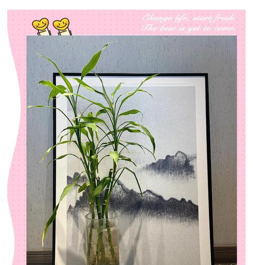 富贵竹（揭示富贵竹的象征意义及其带来的福祉）