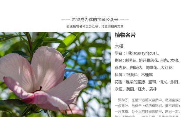 鸢尾草的花语（探索鸢尾草的花语，感受爱情的深情厚意）