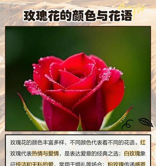 52朵玫瑰花所代表的含义（用花语诠释真挚情感的52朵玫瑰花）