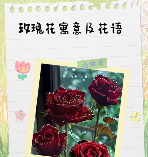 52朵玫瑰花所代表的含义（用花语诠释真挚情感的52朵玫瑰花）