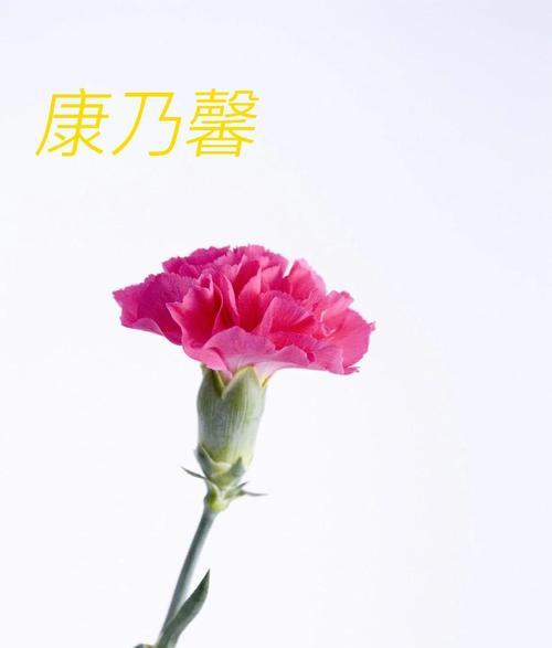 康乃馨（美丽的康乃馨花开，寓意深远）