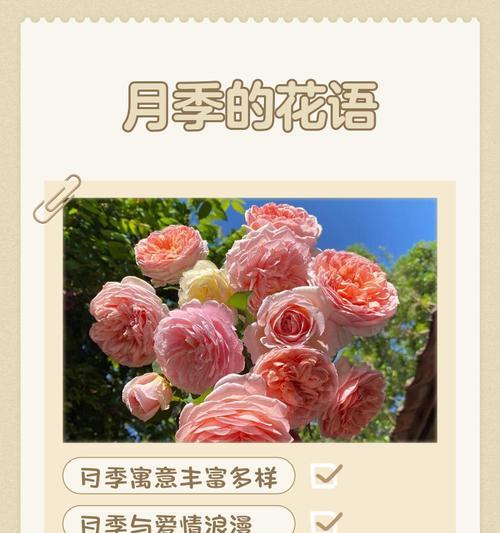 用色彩诠释月季花的花语（丰富的花色传递不同的情感）