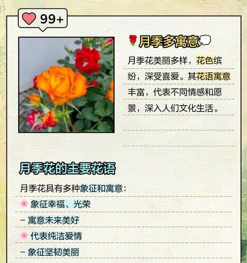 用色彩诠释月季花的花语（丰富的花色传递不同的情感）