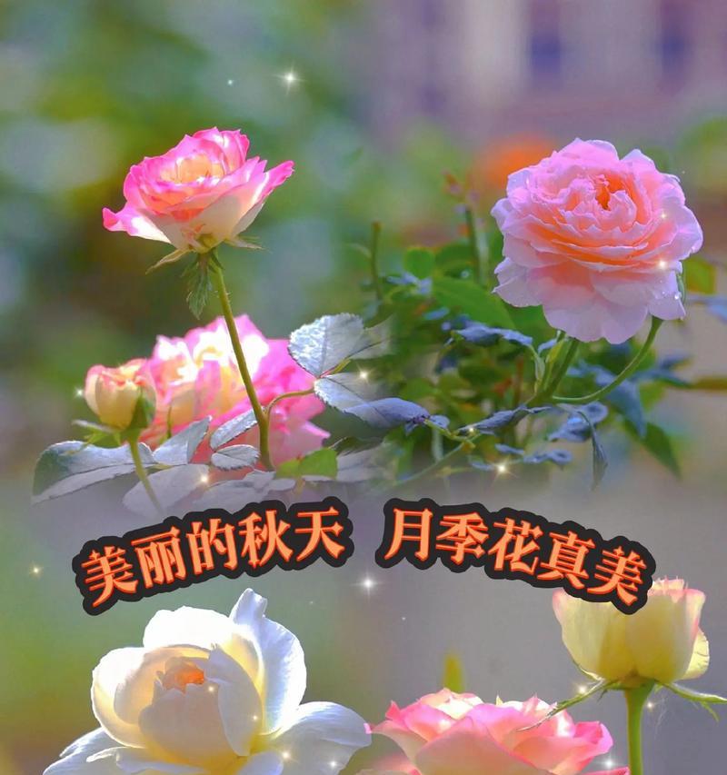 用色彩诠释月季花的花语（丰富的花色传递不同的情感）