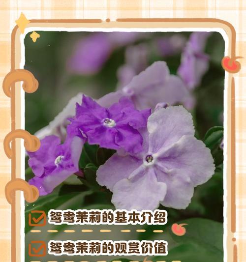 雏菊的花语颜色及花语解读（揭秘雏菊的五种颜色与深层花语）