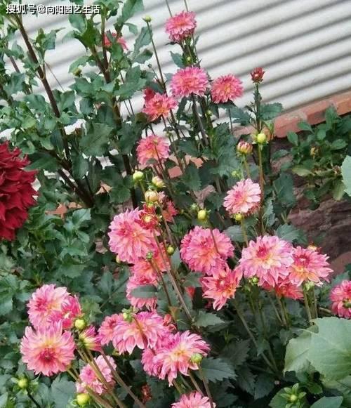 红薯开花，预示着什么意思？（红薯花开，揭示着丰收的希望）