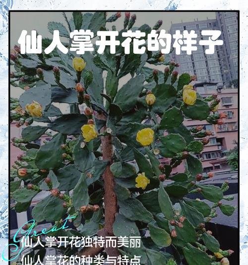 仙人掌开花的寓意与象征（以沧桑开出的美丽花朵——仙人掌的隐喻与象征意义）