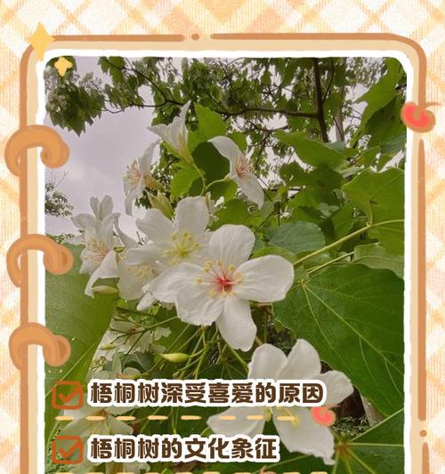梧桐树的象征意义与含义（探寻梧桐树的神秘之处）