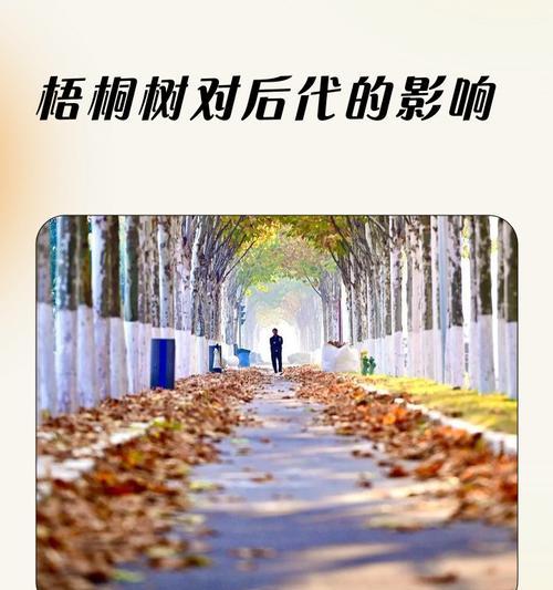 梧桐树的象征意义与含义（探寻梧桐树的神秘之处）