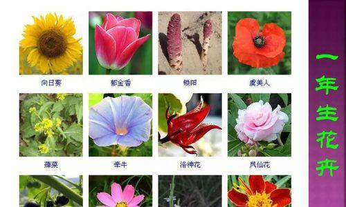 铁海棠的花语与寓意（铁海棠的美丽绽放和深刻内涵）