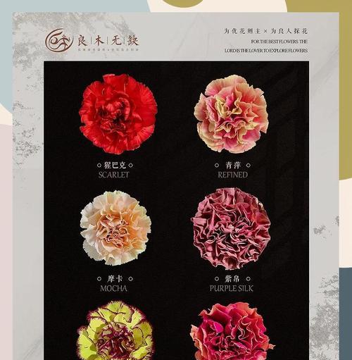 康乃馨花色的含义与象征（以康乃馨颜色传达情感和意义）