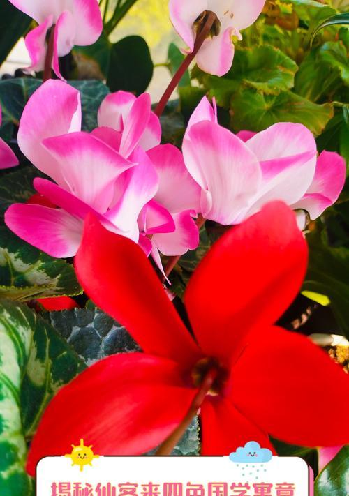 以仙客来的花语，传递美好的寓意（花开初夏，诠释爱的温暖）