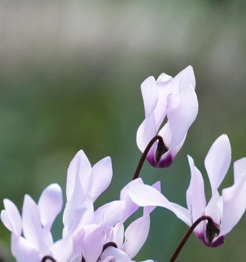 以仙客来的花语，传递美好的寓意（花开初夏，诠释爱的温暖）