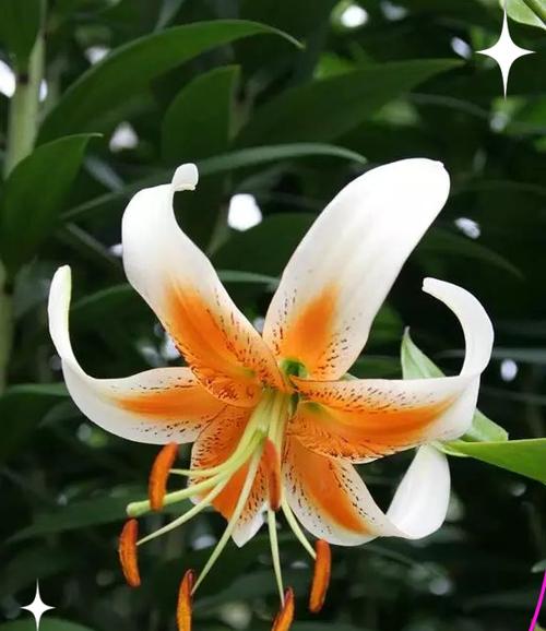 百合花的含义与象征——美丽、纯洁与希望（花语解读及文化意蕴）