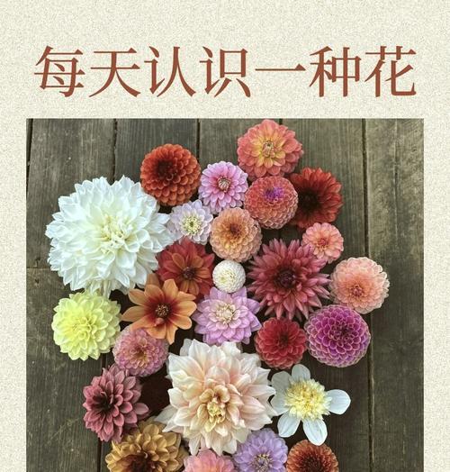 大丽花花语（探索大丽花的花语和含义，以及如何运用它们传达情感和祝福）