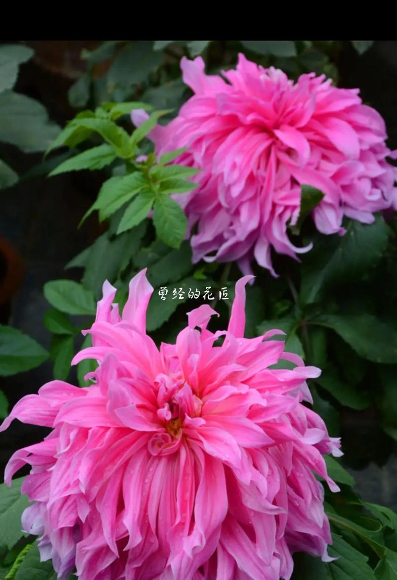 大丽花花语（探索大丽花的花语和含义，以及如何运用它们传达情感和祝福）