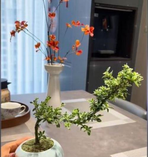 《六月雪盆栽的寓意与象征意义》（迎接夏季清凉的独特之花）