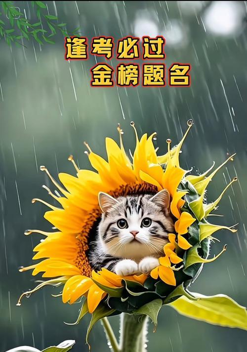 向日葵花语（探究向日葵的花语及其含义）