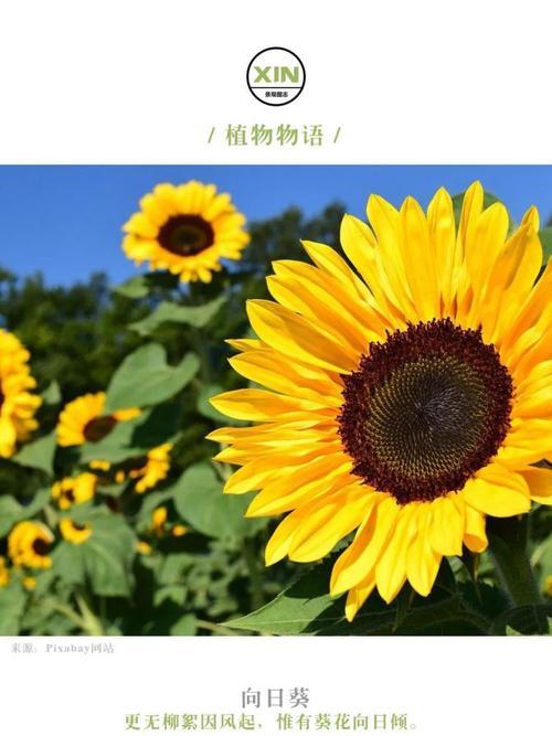 向日葵花语（探究向日葵的花语及其含义）
