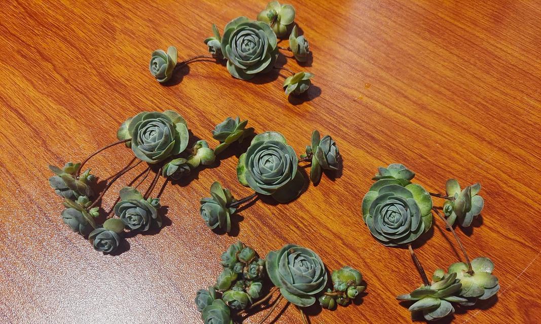 以子持莲华的花语（孩子是生命的花朵，莲华是纯洁的象征）