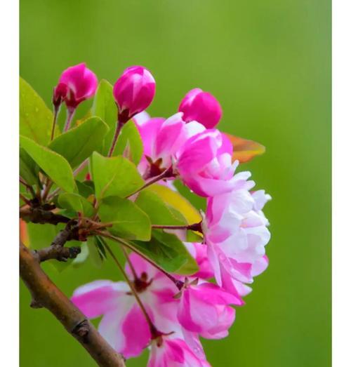 蜀葵花语与象征意义（探寻蜀葵花的含义与象征，揭示其浓郁情感与美好寓意）