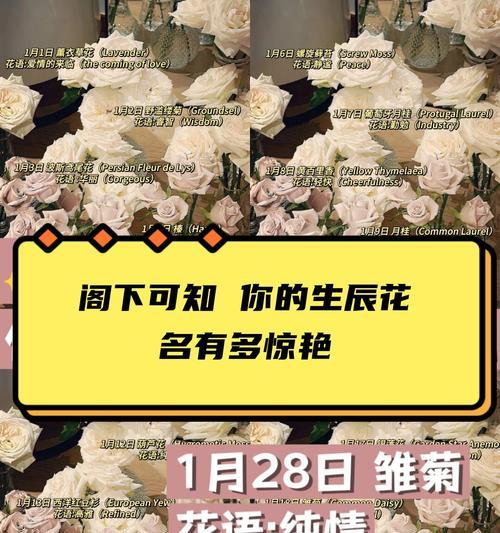 黄玫瑰的象征意义及文化背景（黄玫瑰传递着友谊、欢乐与秘密）