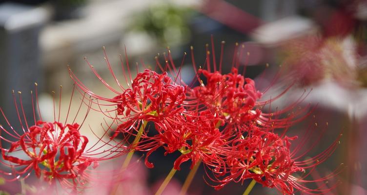 永恒的象征——百合花（百合花的美丽与意义）