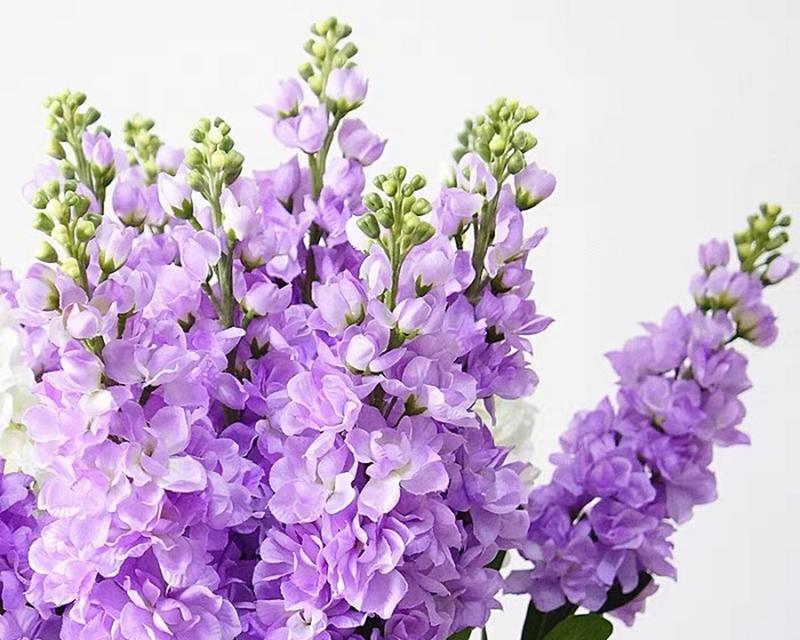 永恒的象征——百合花（百合花的美丽与意义）