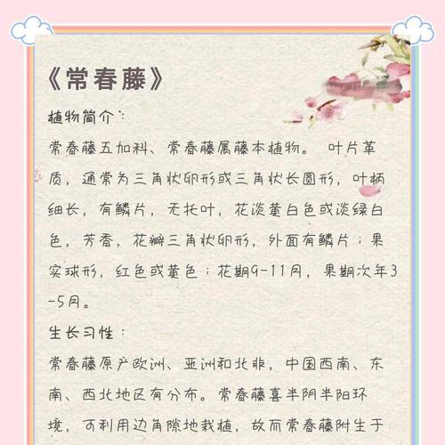 常春藤花语——寓意与象征（探寻常春藤的花语之美）