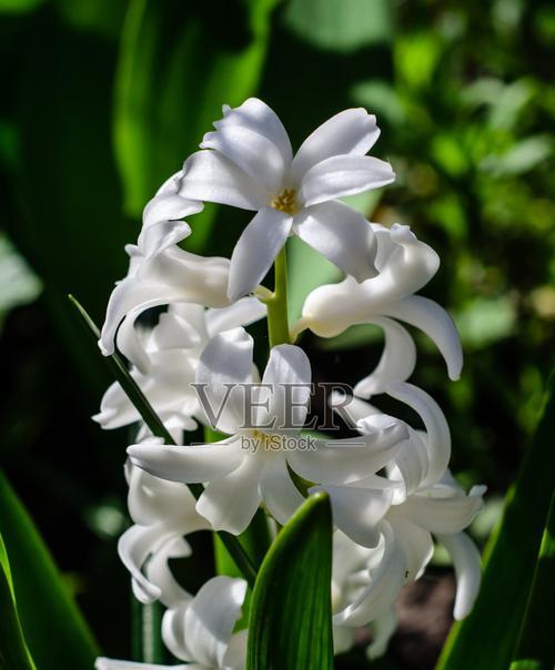 白色风信子花语（揭开白色风信子的花语之谜）