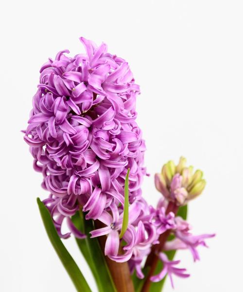 白色风信子花语（揭开白色风信子的花语之谜）