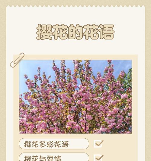 美人樱花的花语与意义（探寻美人樱花代表的花语和象征）
