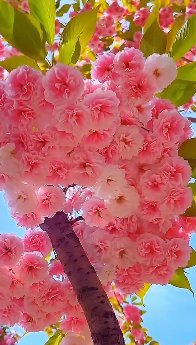 美人樱花的花语与意义（探寻美人樱花代表的花语和象征）