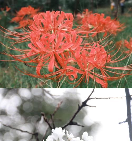 白彼岸花的寓意与象征意义（揭示白彼岸花的内涵与情感价值）