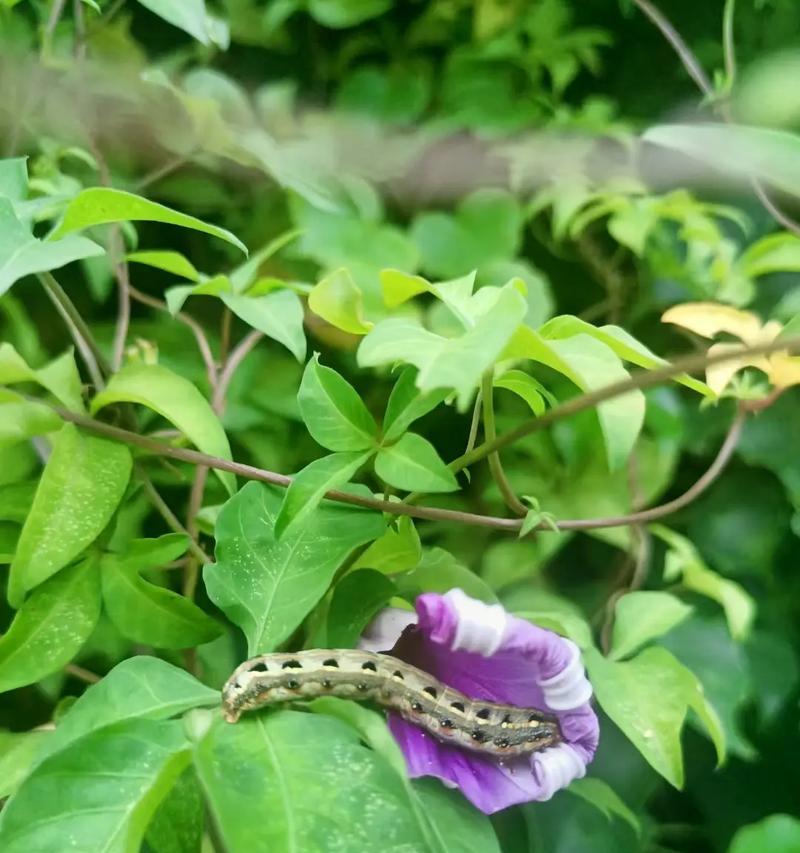 自私花语的探索（以什么花的花语是自私？探寻花的真正内涵）