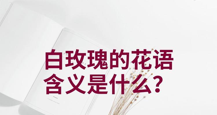 白玫瑰花的寓意与花语（纯洁、无暇，传递爱与祝福）