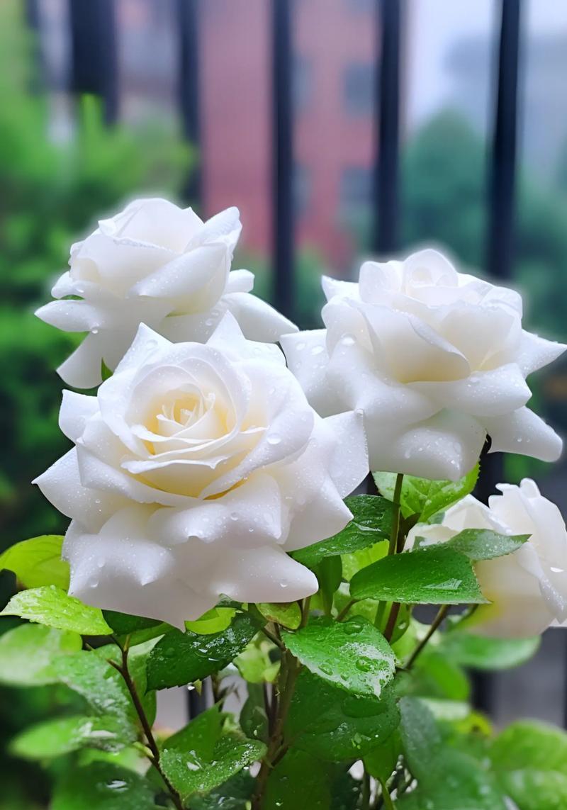 白玫瑰花的寓意与花语（纯洁、无暇，传递爱与祝福）