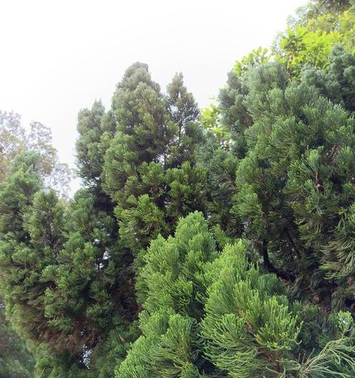 松柏树的象征意义——坚韧不拔的生命力（探究松柏树的象征意义及其在文化中的重要角色）