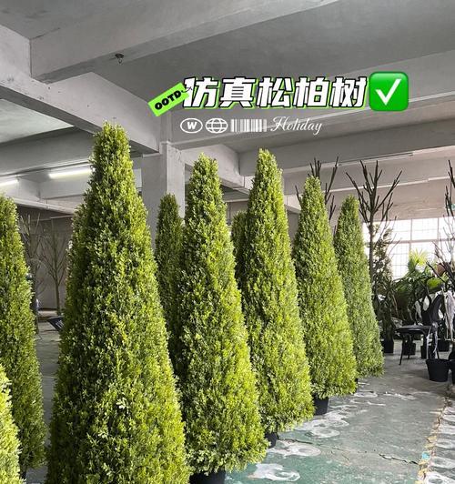 松柏树的象征意义——坚韧不拔的生命力（探究松柏树的象征意义及其在文化中的重要角色）