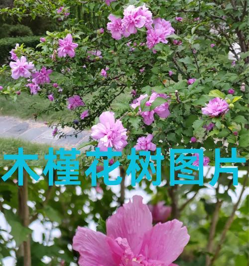 木槿花语与寓意（探寻木槿花的深层含义）