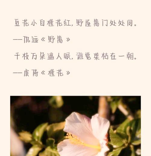 木槿花语与寓意（探寻木槿花的深层含义）